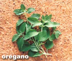 OREGANO